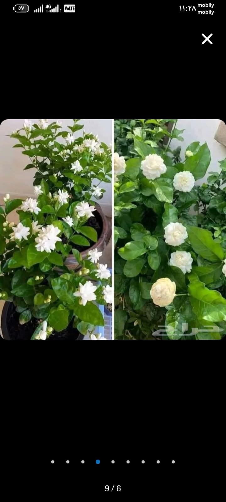 عمل تنسيق حدائق